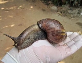 Caracol africano