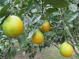 Naranjas dulces