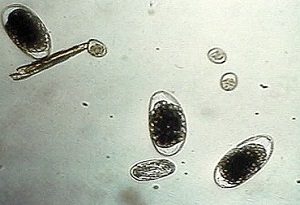 Parasitismo gastrointestinal