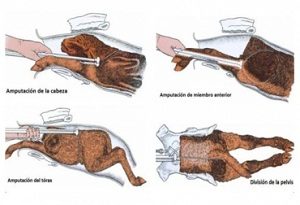 Fetotomia