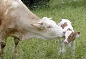 Monitoreo de vacas