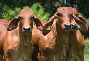 Brahman rojo