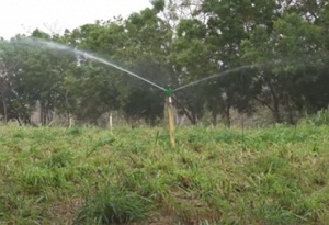 Establecimiento de pasturas