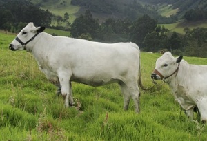 Blanco Orejinegro