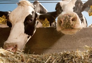 Food News Latam - Las Buenas Prácticas de ordeño para la leche de cabra