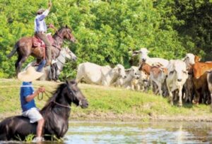 Caballos de finca