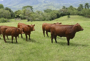 Limousin