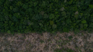 Economía forestal