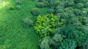 Agricultura de precisión