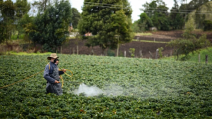 Fertilización variable