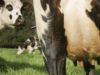 Vacas lecheras. Consejos de crianza