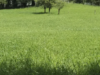 Diversidad vegetal para proteger los campos de sequías