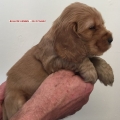 COCKER SPANIEL INGLES  CARAMELO Y RUANO - RAZA PURA MARCA BULLFER KENNEL - ENVIOS