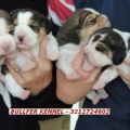 BEAGLE TRICOLOR Y LIMON PURA SANGRE -  VENTA CACHORROS RAZA PURA MARCA BULLFER KENNEL