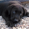 LABRADOR RETRIEVER NEGRO SOLIDO - RAZA PURA - CALIDAD SHOW