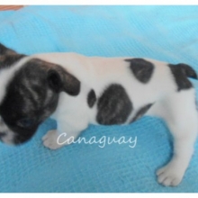 HERMOSOS Y SANOS BULLDOG FRANCES DEL CRIADERO CANAGUAY