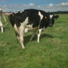 Vendo Vacas, Novillas y Teneras, raza Holstein, Jersey, Jerhol, Normandas y Gyr Lechero Genetica Lechera