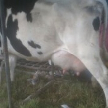 Vendo Vacas, Novillas y Teneras, raza Holstein, Jersey, Jerhol, Normandas y Gyr Lechero Genetica Lechera