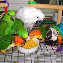 Loros huevos fértiles y loros