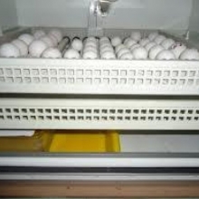 Loros huevos fértiles y loros
