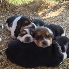 ESPLENDIDOS CACHORROS BASSET HOUND, CERTIFICADOS EN RAZA Y SALUD.